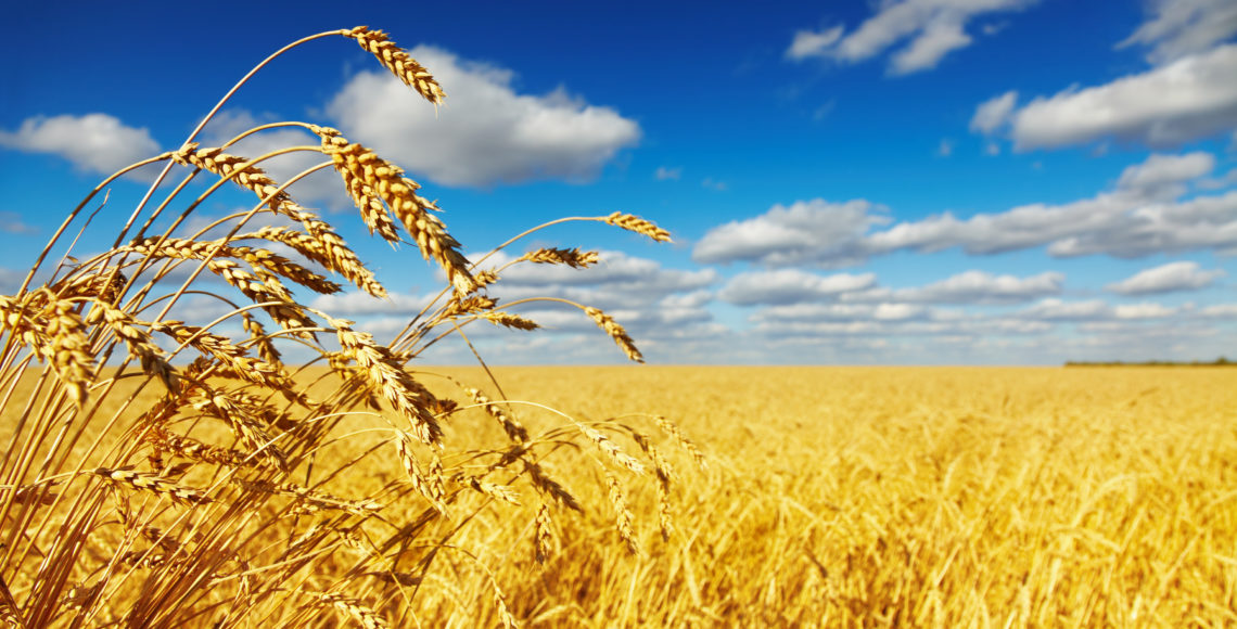 Ripe wheat ears over wheat field